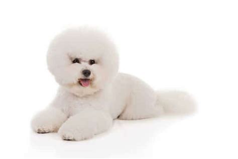 How to Groom a Bichon Frise | Dog Grooming Tutorial