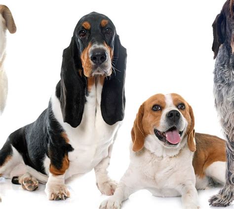 Beagle Vs Basset Hound: What Are The Differences? - Ultimate Pet Nutrition