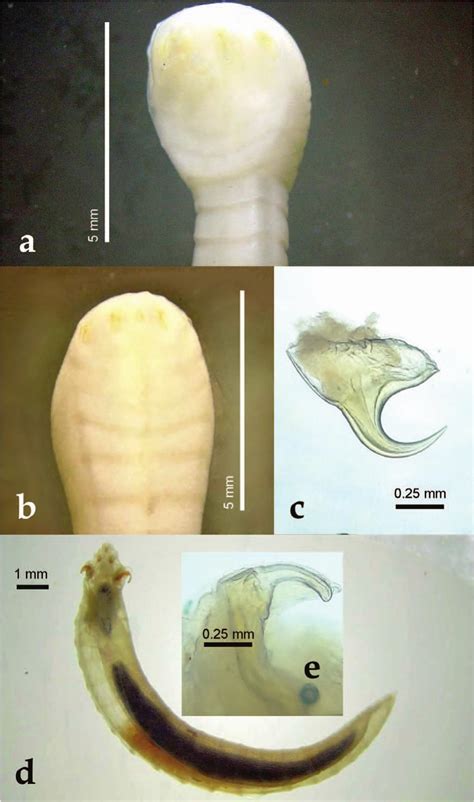 Tongue Worm (Pentastomida) Parasites of North American Herpetofauna ...