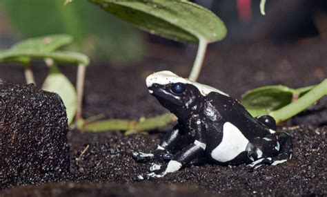 Poison Dart Frog - San Francisco Zoo & Gardens