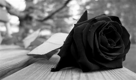 Black Rose Wallpapers Images Photos Pictures Backgrounds