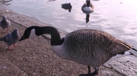 10 Hours of Geese Sounds - YouTube