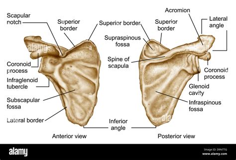 Inferior angle of scapula Cut Out Stock Images & Pictures - Alamy