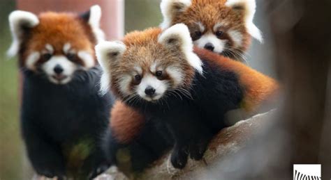 Red panda cubs recaptured after escaping from habitat at Woodland Park ...