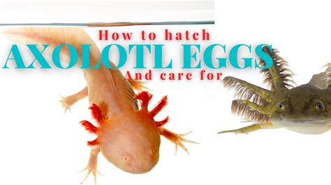 Axolotl Egg Hatching And Care - YouTube