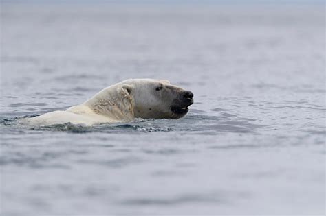 Polar Bear Cubs Swimming