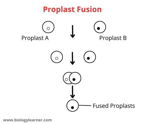 Protoplast Preparation and Fusion: Principle, Requirements, Procedure