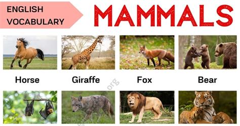 Mammals: List of Mammal Names in English with ESL Picture! - My English ...