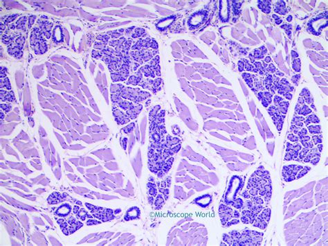 Microscope World Blog: Tongue Taste Buds Under the Microscope