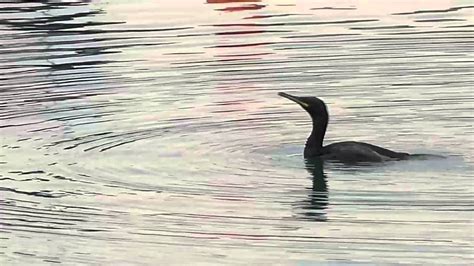 Shag (not Cormorant) Diving - YouTube