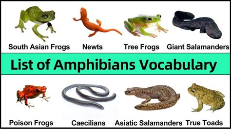 Improve Amphibians Vocabulary in English With Pictures # ...