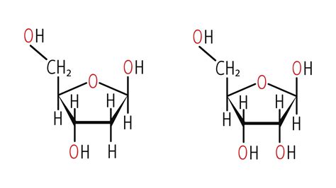 DNA vs. RNA – 5 Key Differences and Comparison (2023)