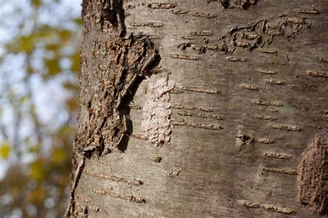 DEC: Report spotted lanternfly eggs