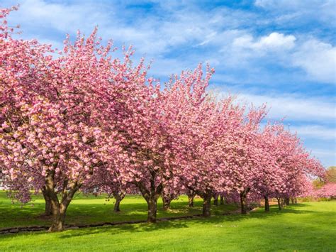 Beautiful Trees That Bloom Pink Flowers - Pink Flowering Trees