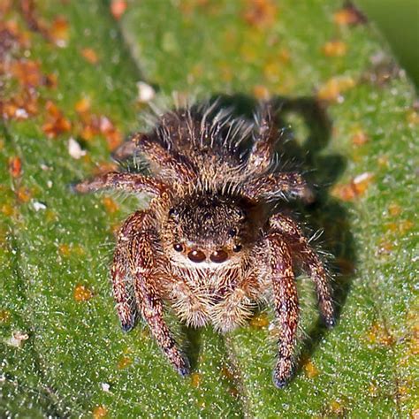 jumping spider - Phidippus princeps - BugGuide.Net