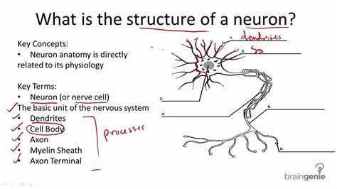 Nerve Cells Information