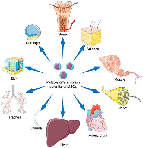 Stem cells derived from Patients with Metabolic Syndrome may be ...