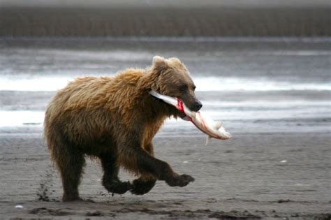 Fishing in Alaska Bear Country - KENAI BACKCOUNTRY ADVENTURES