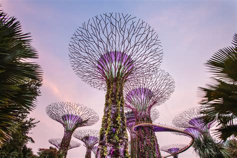 Spectacular Supertrees – Supertree Grove at Gardens by the Bay ...