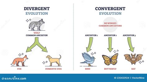 Divergent Vs Convergent Evolution With Ancestors Development Outline ...