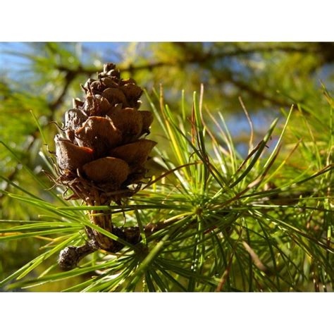 Buy European Larch Seeds - Rarexoticseeds