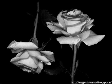 Aesthetic Black And White Wallpaper Rose - Goimages I