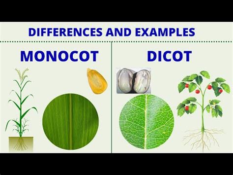 Monocotyledonous and dicotyledonous seeds: characteristics, examples ...