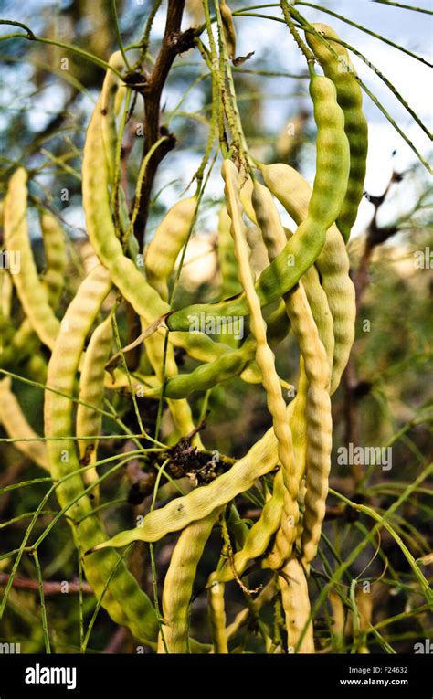 Mesquite tree pods Stock Photo - Alamy