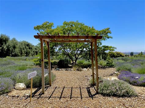 Lavender Fields at 123 Farm — California By Choice