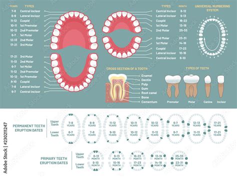 Tooth anatomy chart. Orthodontist human teeth loss diagram, dental ...