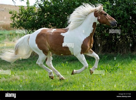 Galloping horse, Pinto, chestnut tobiano Stock Photo - Alamy