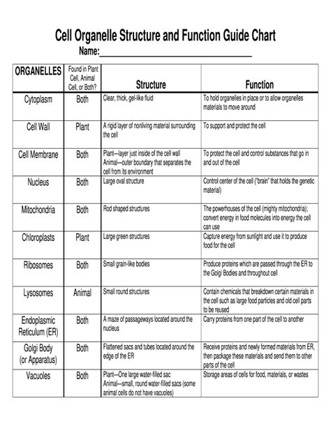 Cells And Organelles Worksheet