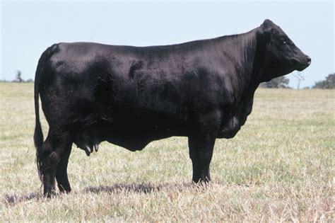 Angus | Grass-fed, Beef Quality, Marbling | Britannica