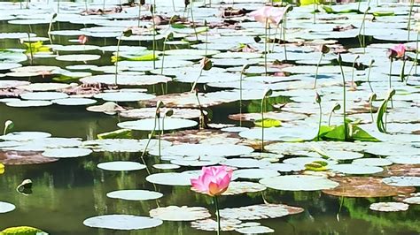 Beautiful Place to Visit Shri Renuka Ji temple and Wetland Sanctuary ...