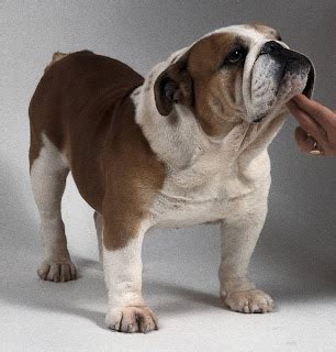 The top pet grooming tips: Basic Bulldog grooming tips