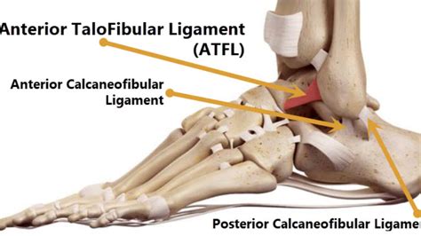 Lateral Ankle Ligaments