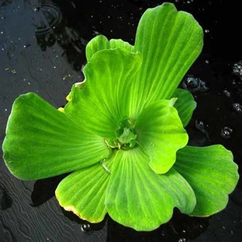 Water Lettuce Floating Pond Plant (3 Plants) - Pond Products Canada ...