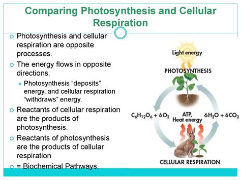 Cellular Respiration - презентация онлайн