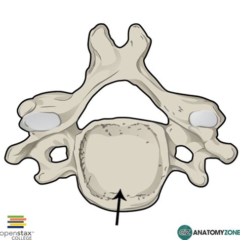 Vertebral Body - AnatomyZone