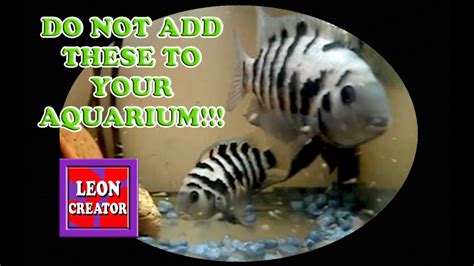 Convict Cichlid BREEDING Do NOT Add to Community Aquarium!!! - with ...