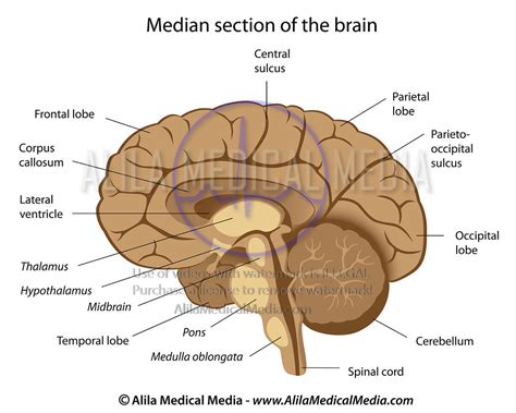 Brain Anatomy Labeled Diagram