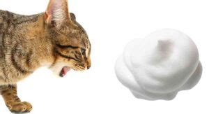 Cat Throwing Up White Foam - How Sick Is A Cat With White Vomit