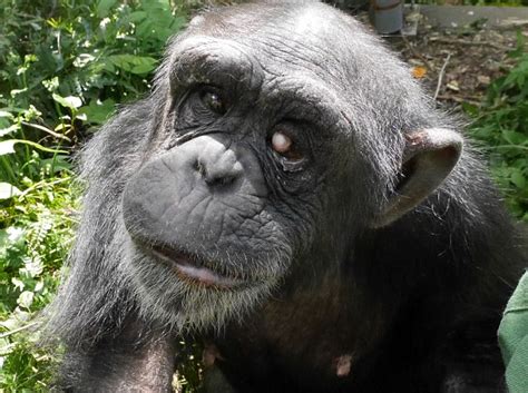 This is Kanako. This chimpanzee was born in a Japanese zoo. She ...