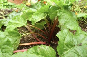 Rhubarb Companion Plants - The 10 Best and 5 Worst Plants - Backyard ...