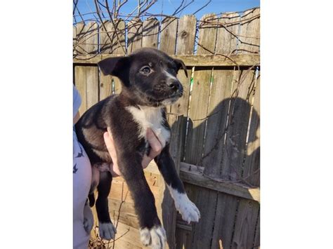 2 German Sheprador puppies in Atlanta - Puppies for Sale Near Me