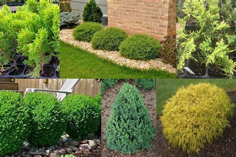 Evergreen Shrubs For Landscaping