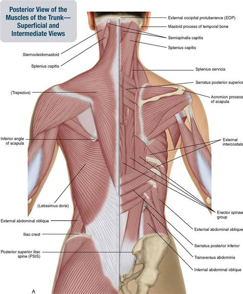 Superficial & Deep Posterior Trunk Lower Back Muscles Anatomy, Neck ...