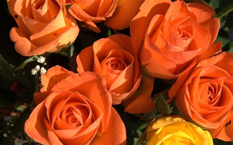 Orange Roses - Flowers Wallpaper (34611337) - Fanpop