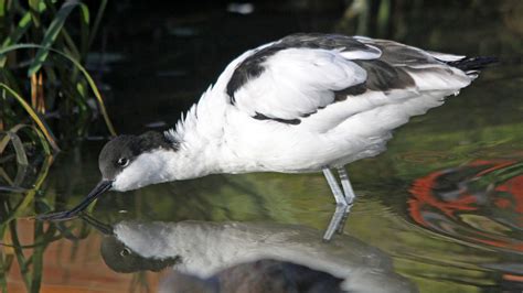 Avocet | Avocet, Nature reserve, Nature