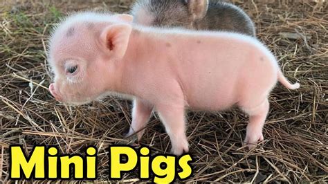 Cute Mini Pigs as Pets - 9 Cutest Facts about Teacup pigs for Kids ...